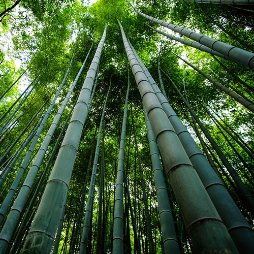 Bamboo produce